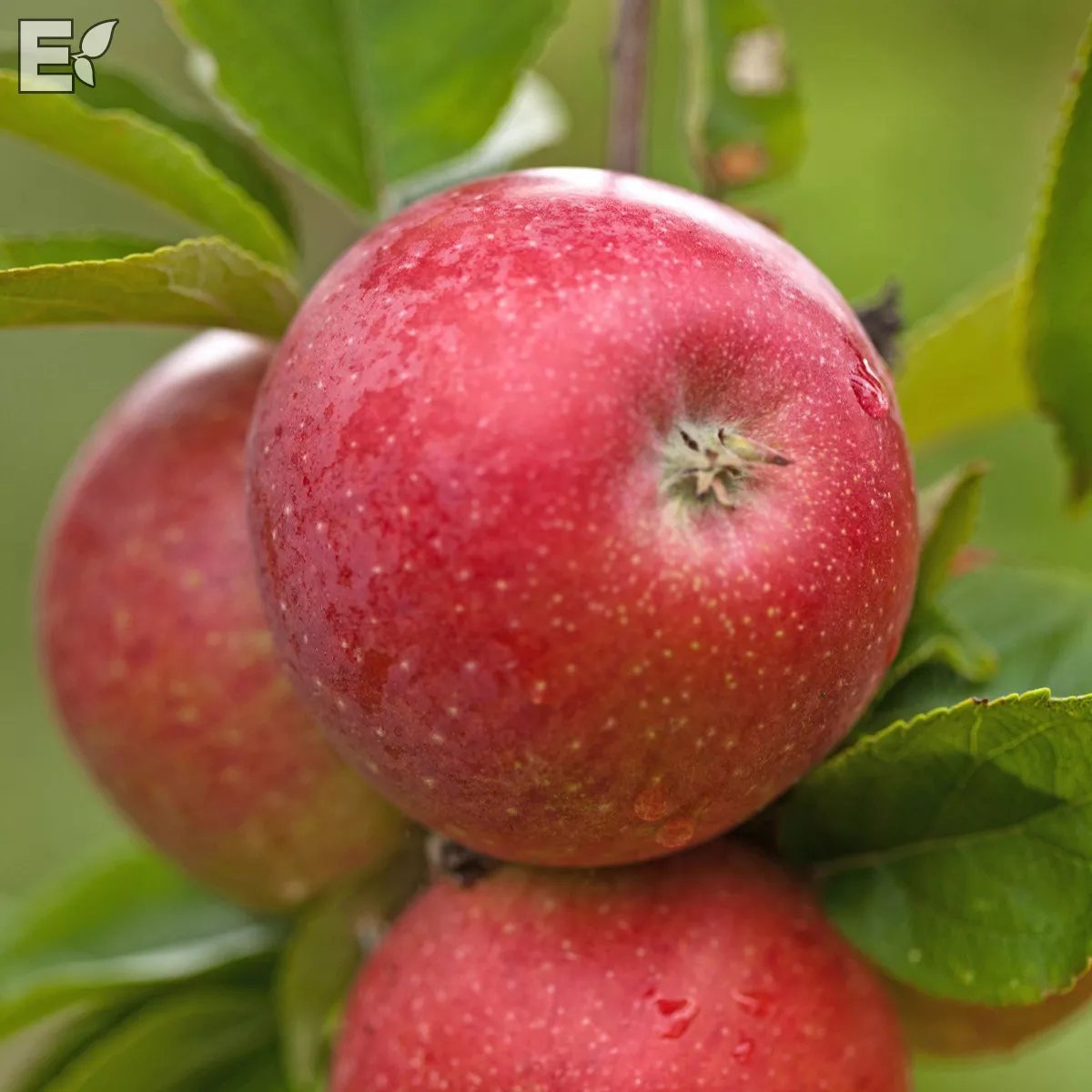 Produktbild på Äppleträd 'Aroma'