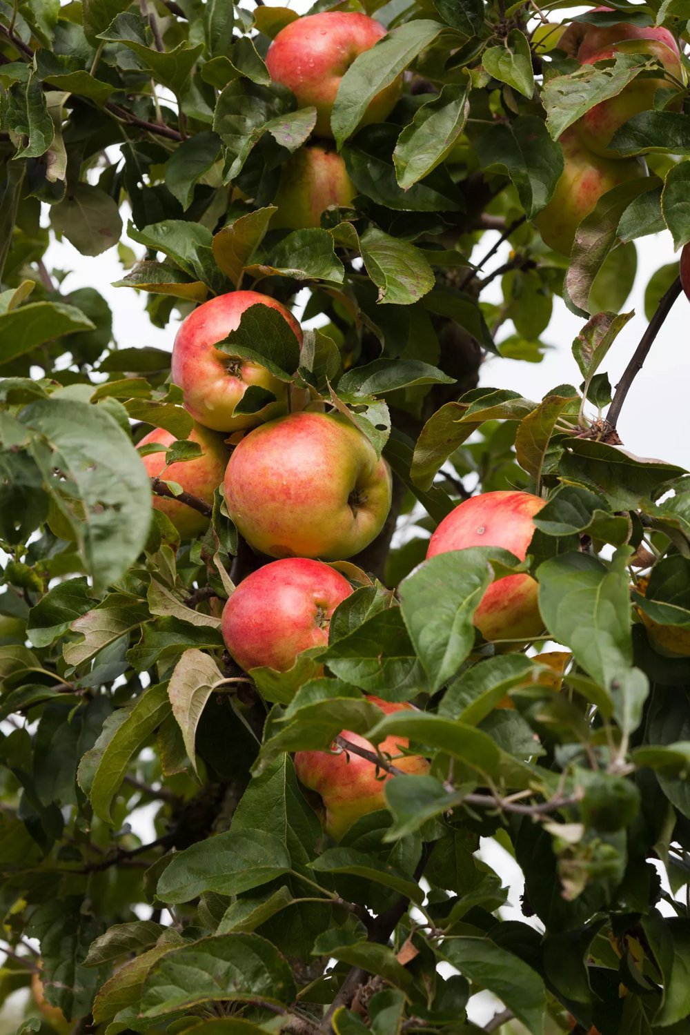 Produktbild på Äppleträd 'Gravensteiner'