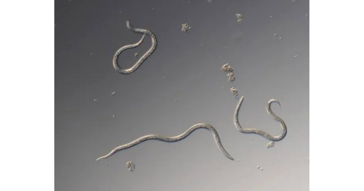 Nematoder Mot Trädgårdsborrar