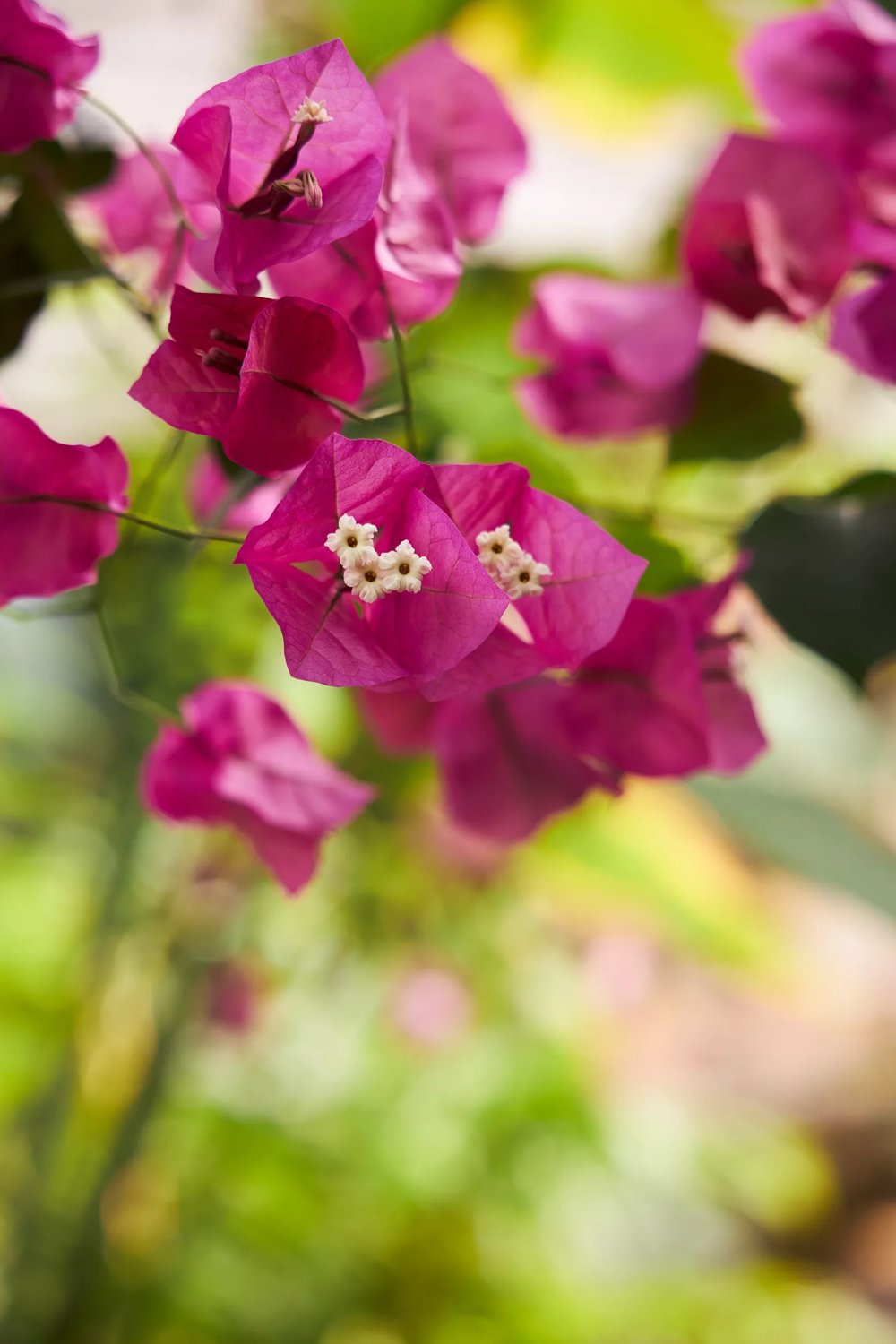 Produktbild på Trillingblomma