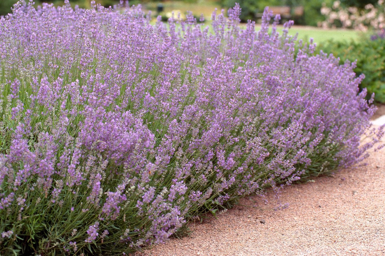 Produktbild på Lavendel