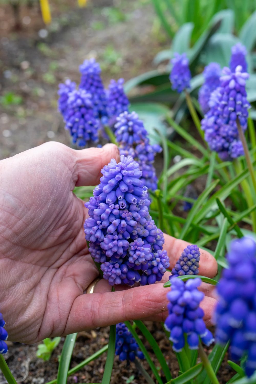 Produktbild 2 på Pärlhyacint 'Flower Power'