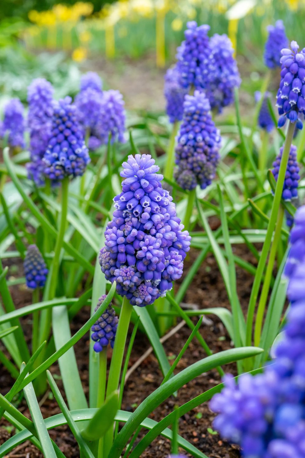 Produktbild 1 på Pärlhyacint 'Flower Power'