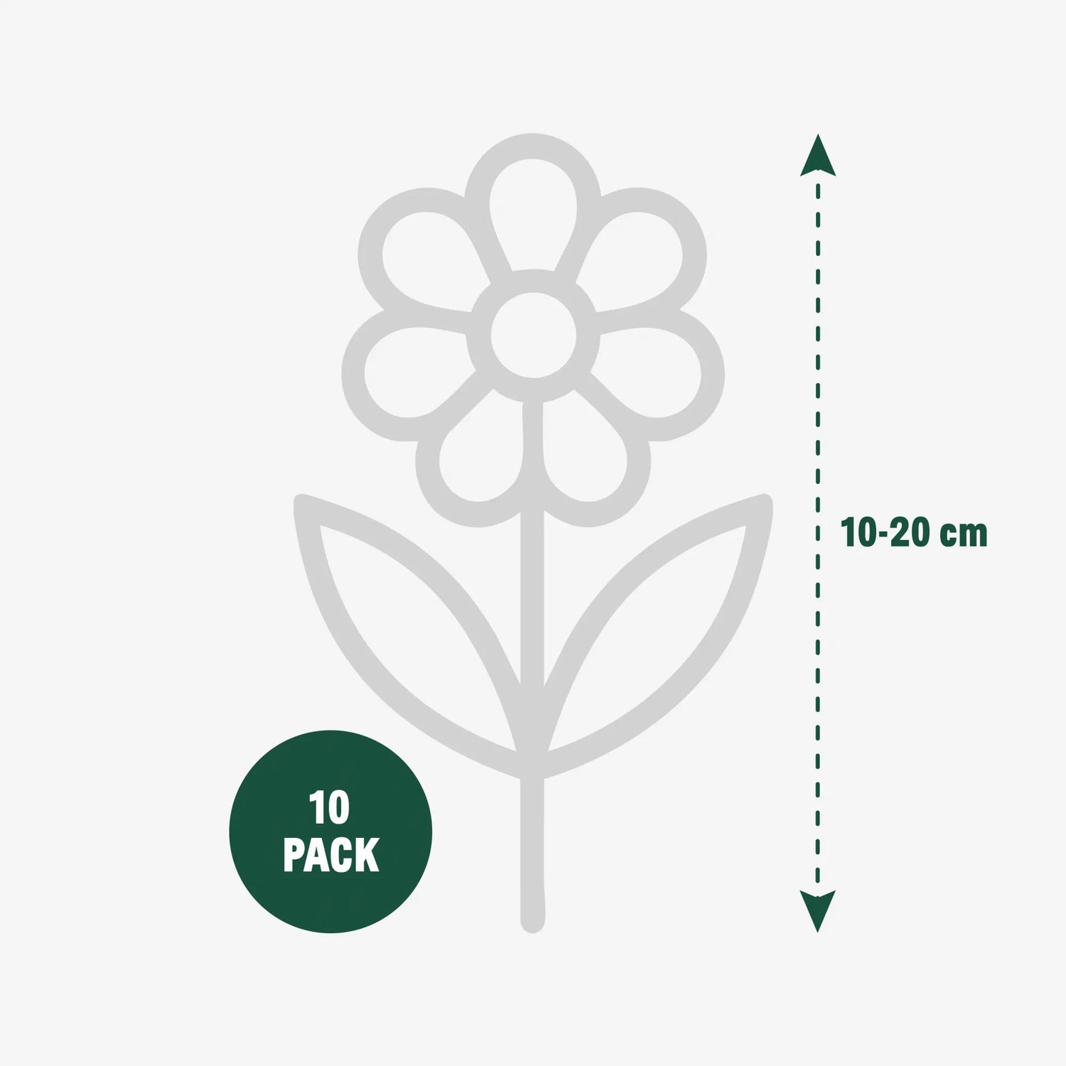 Produktbild 4 på Pärlhyacint 'Flower Power'