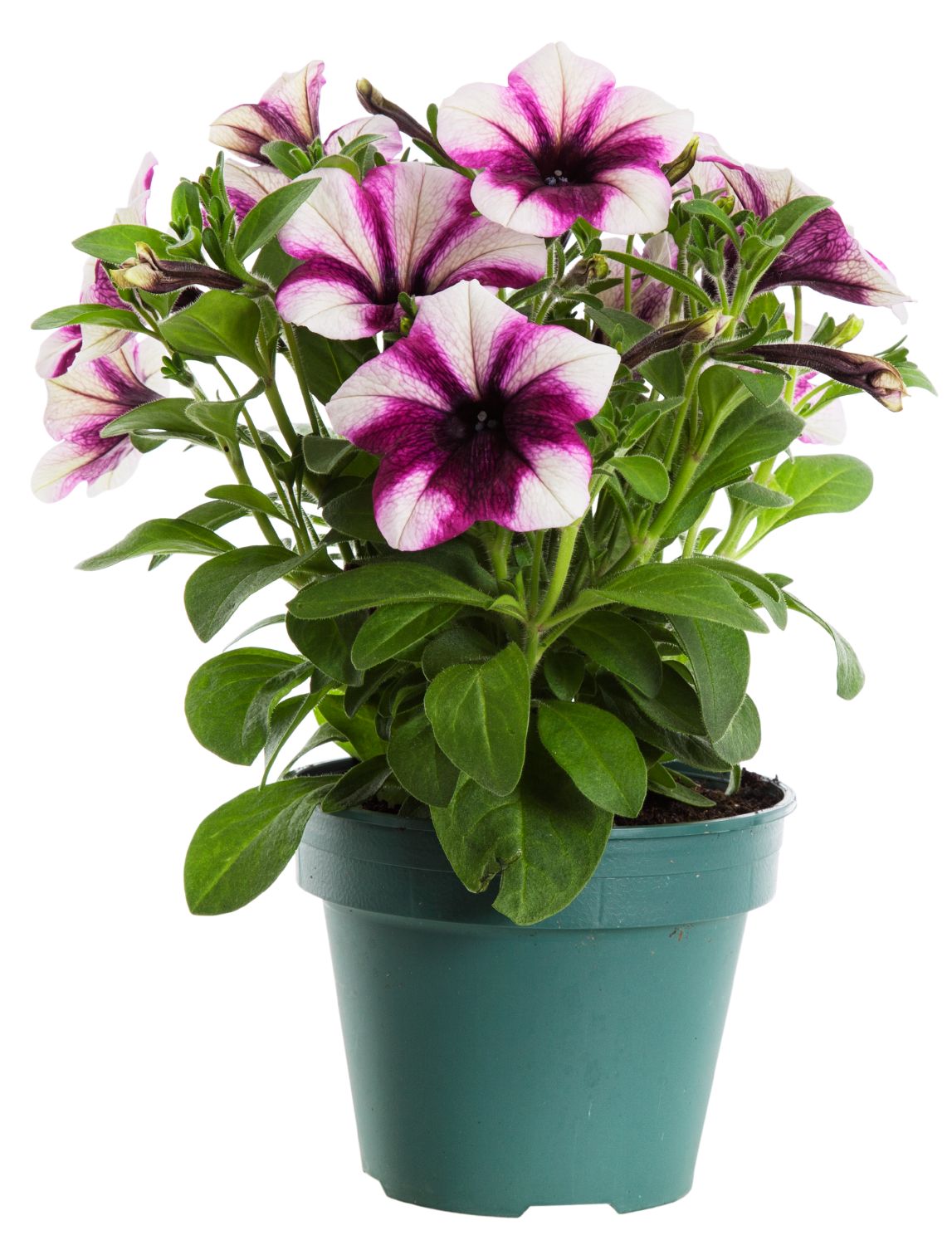 Petunia SWEETUNIA PURPLE TOUCH 12 cm 1520 cm Svenskt Sigill/Från