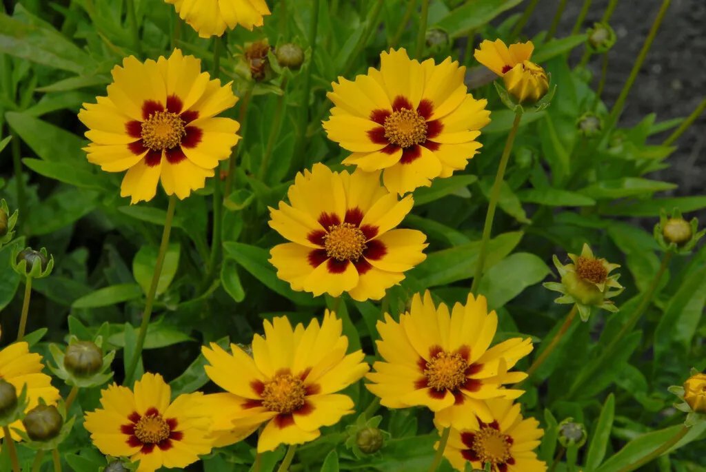 Solöga 'Sterntaler' 9 cm MPS