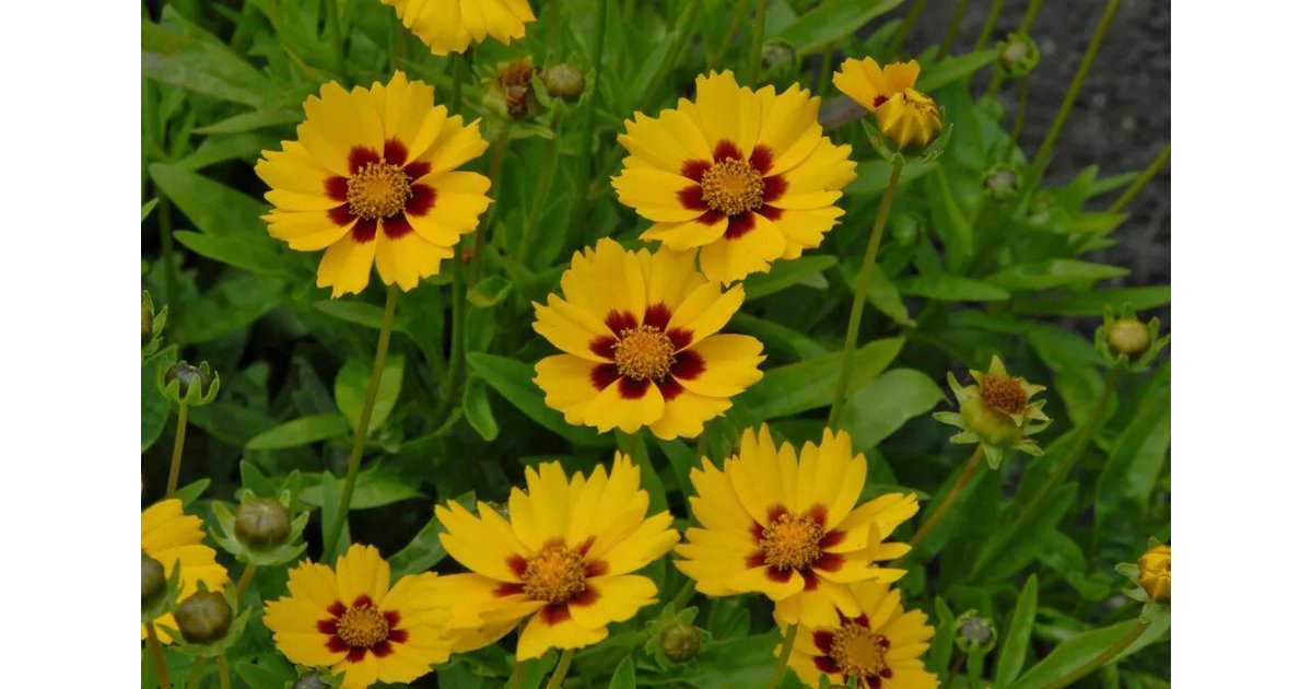 Solöga 'Sterntaler' 9 cm MPS