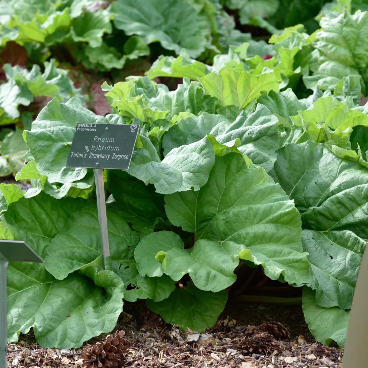 Rabarbaro: Da Usare Anche In Cucina - Foto 9