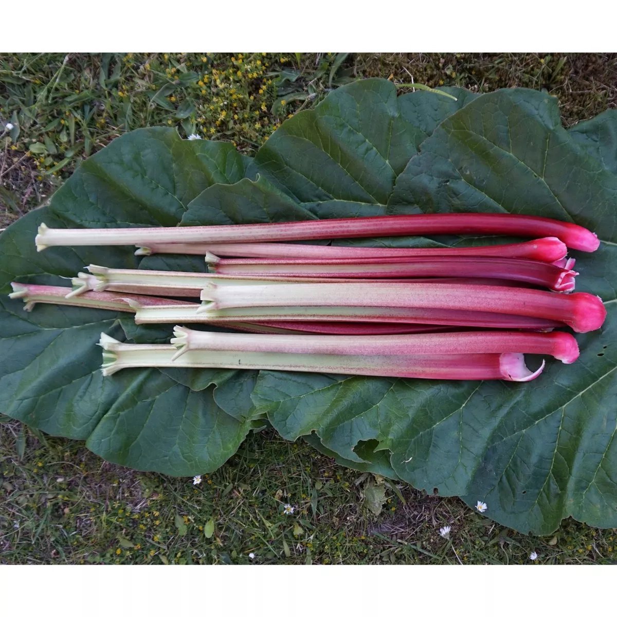 Rabarbaro: Da Usare Anche In Cucina - Foto 6