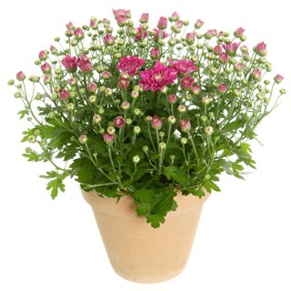 Produktbild på Bollkrysantemum, lila