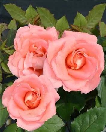 Modern buskros MATHILDE RENAISSANCE 4 liter 20-40 cm MPS