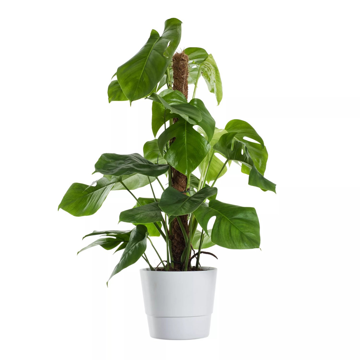 herb oregano plant Cuban Oregano LIVE plant main image 0