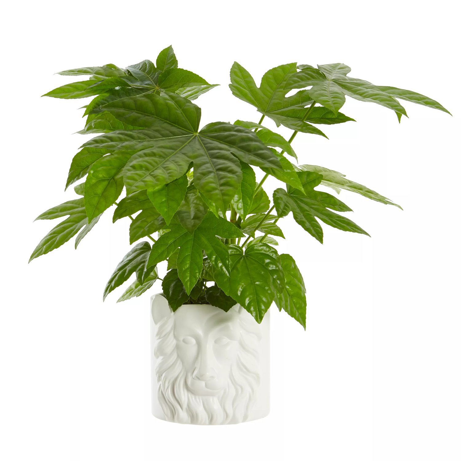 Produktbild på Aralia