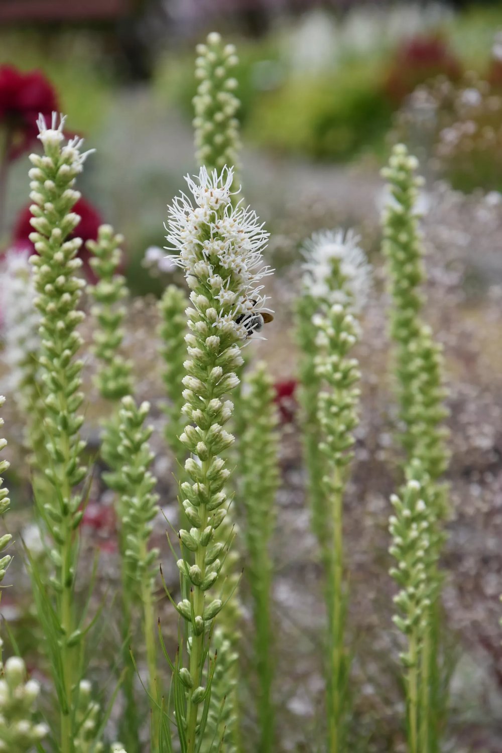 Produktbild på Rosenstav 'Floristan Weiss'