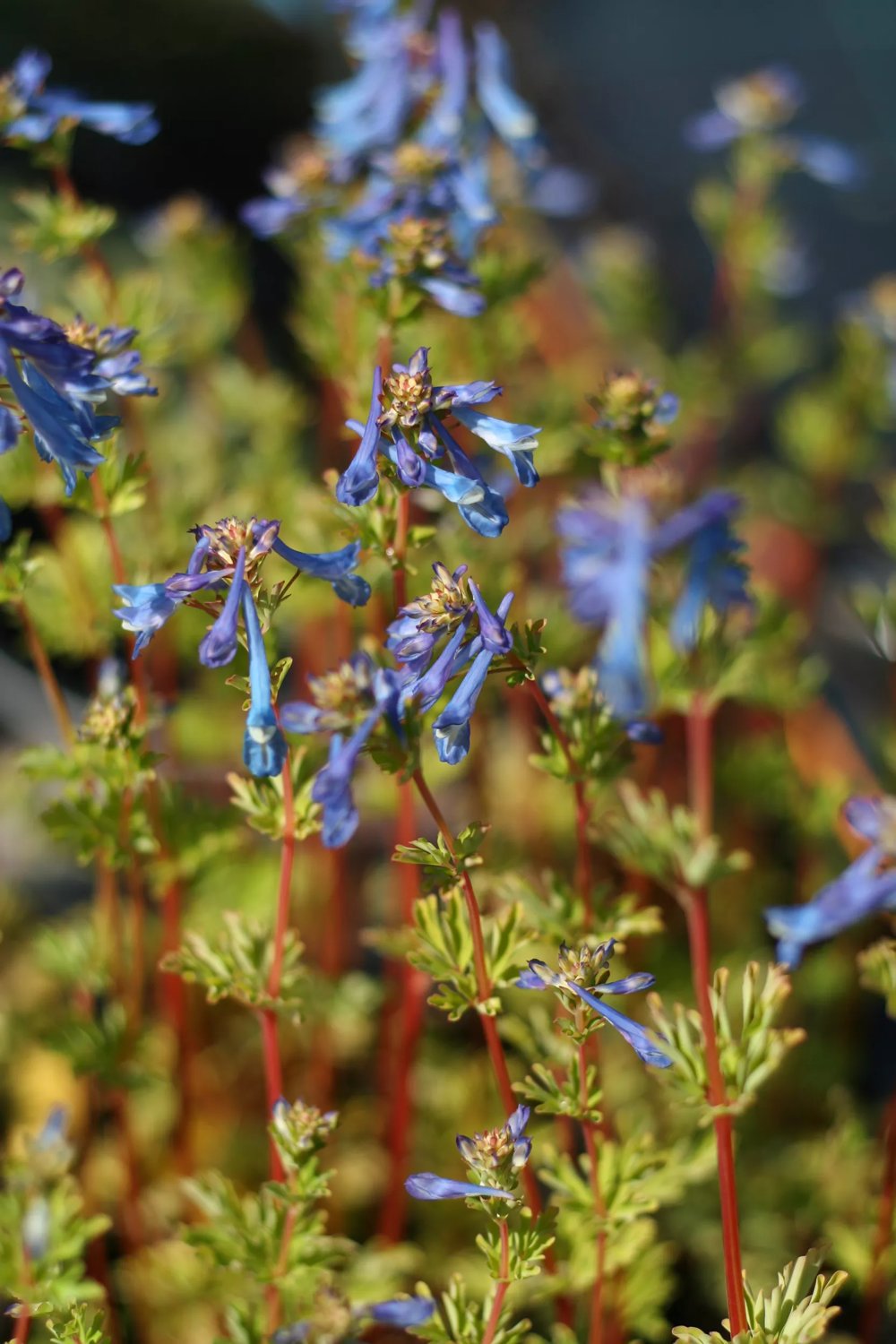 Nunneört 'Craigton Blue' 13 cm