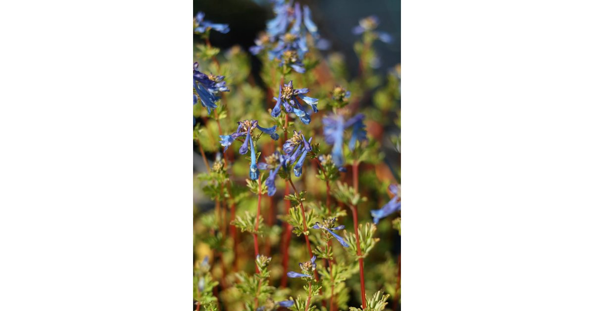 Nunneört 'Craigton Blue' 13 cm