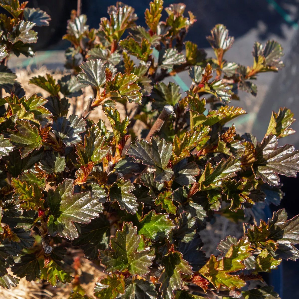 Produktbild på Smällspirea TINY WINE ('Smpotw')