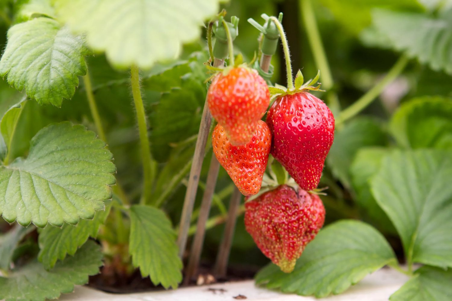 Jinsiy aloqa paytida emissiya