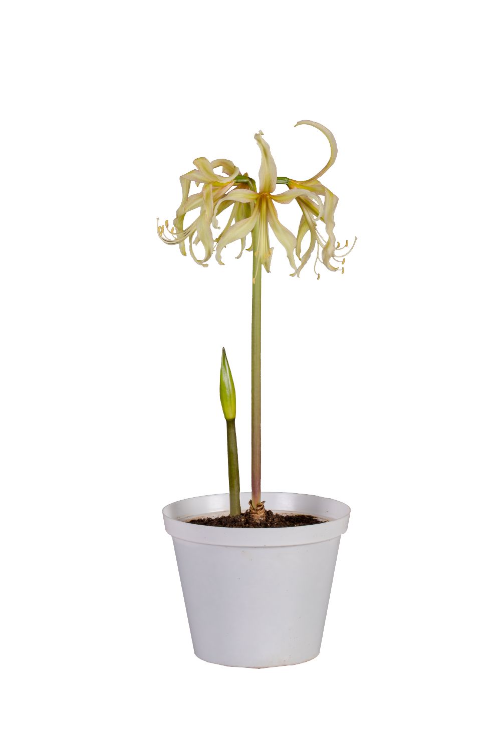 Amaryllis 'Saffron'