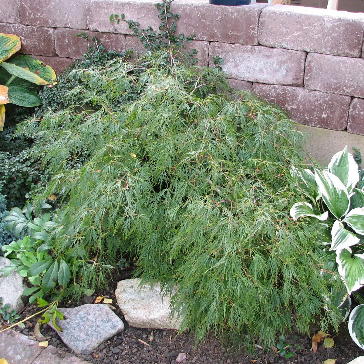 Flikbladig japansk lönn 'Dissectum' 10 liter 60-80 cm Global GAP/MPS