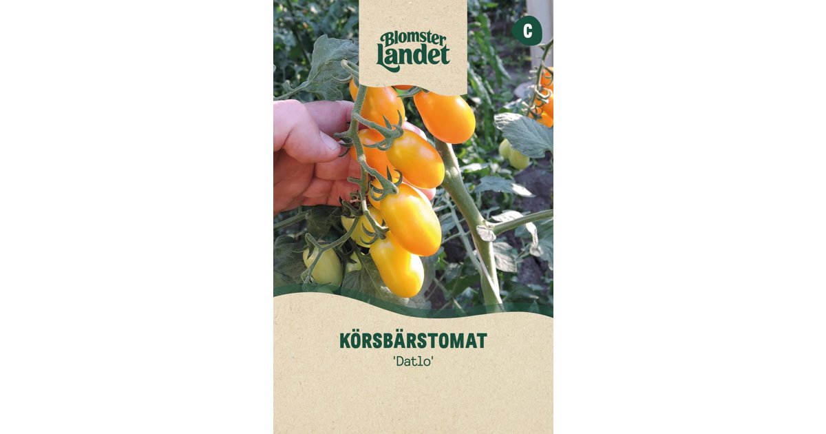 Körsbärstomat Datlo
