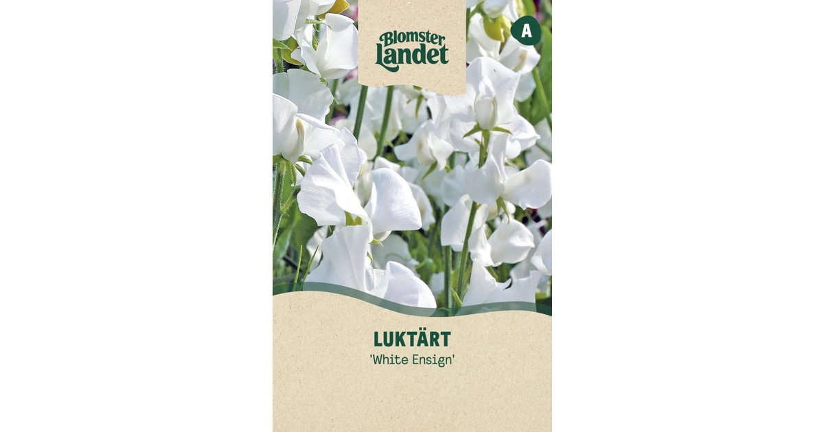 Luktärt White Ensign
