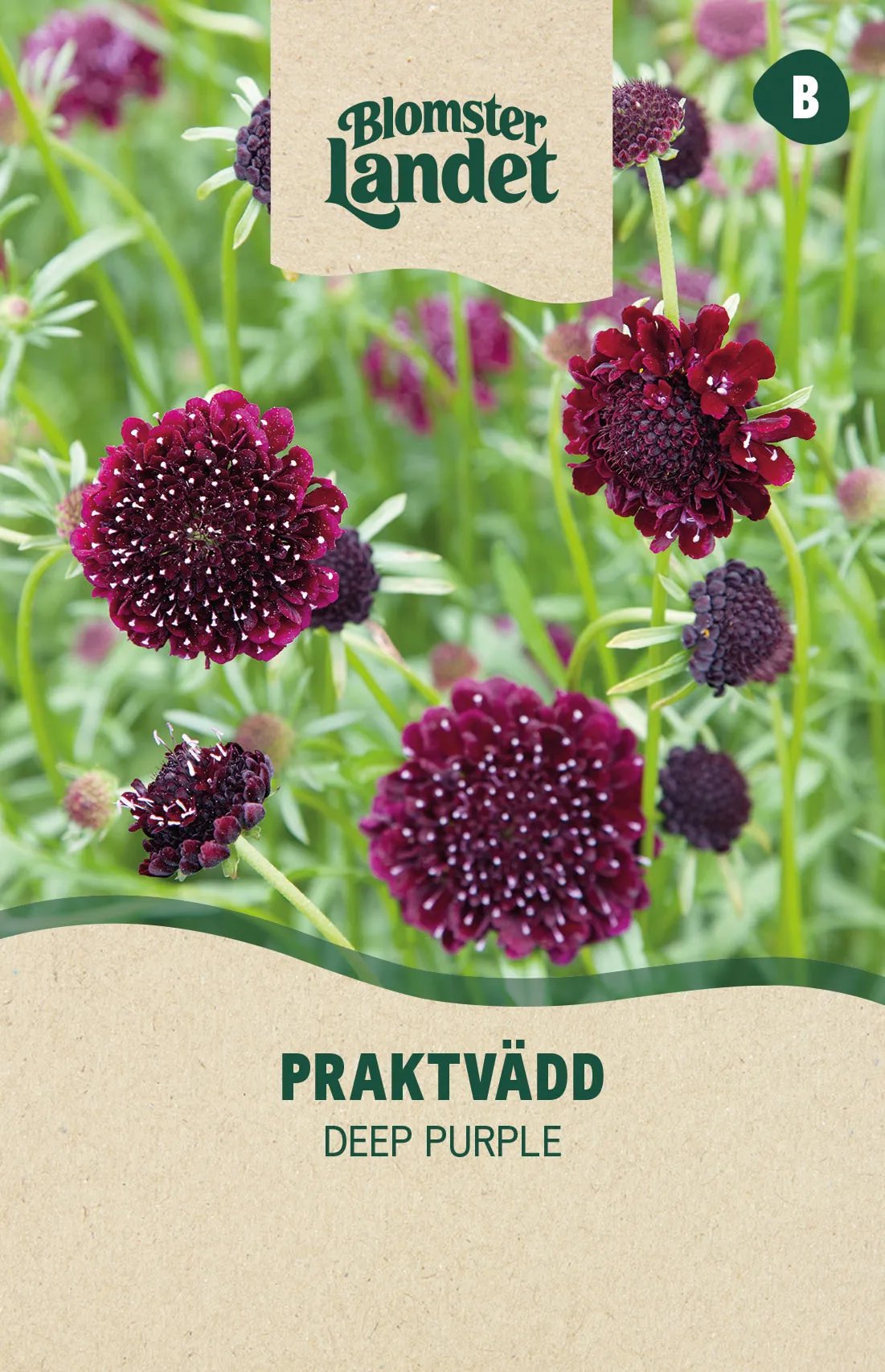 Praktvädd Deep Purple