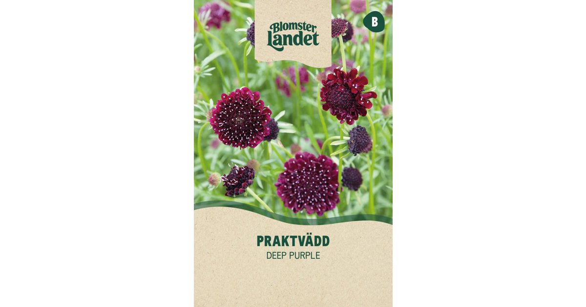Praktvädd Deep Purple