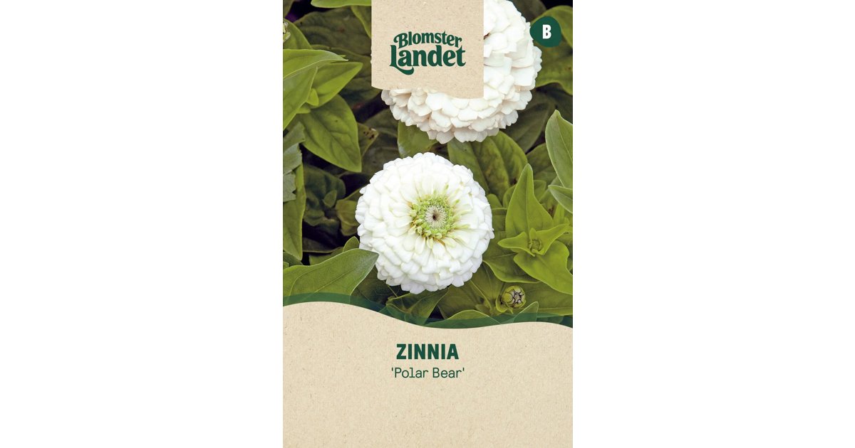 Zinnia Polar Bear