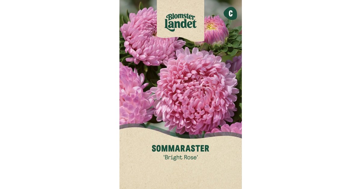 Sommaraster Bright Rose