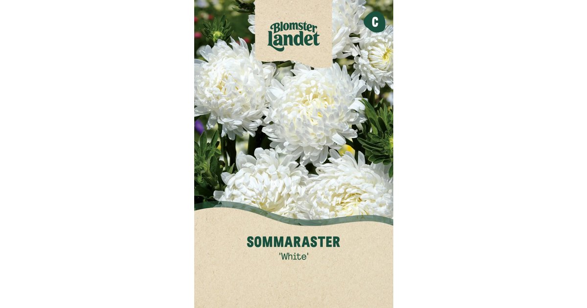 Sommaraster White