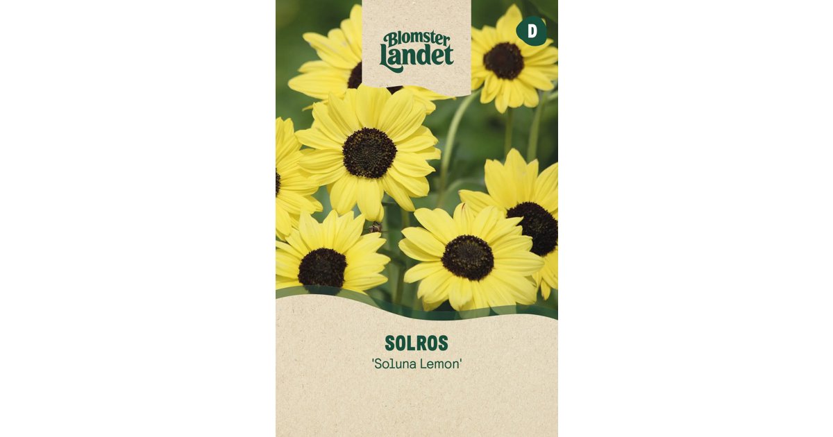 Solros Miniatyr Soluna Lemon