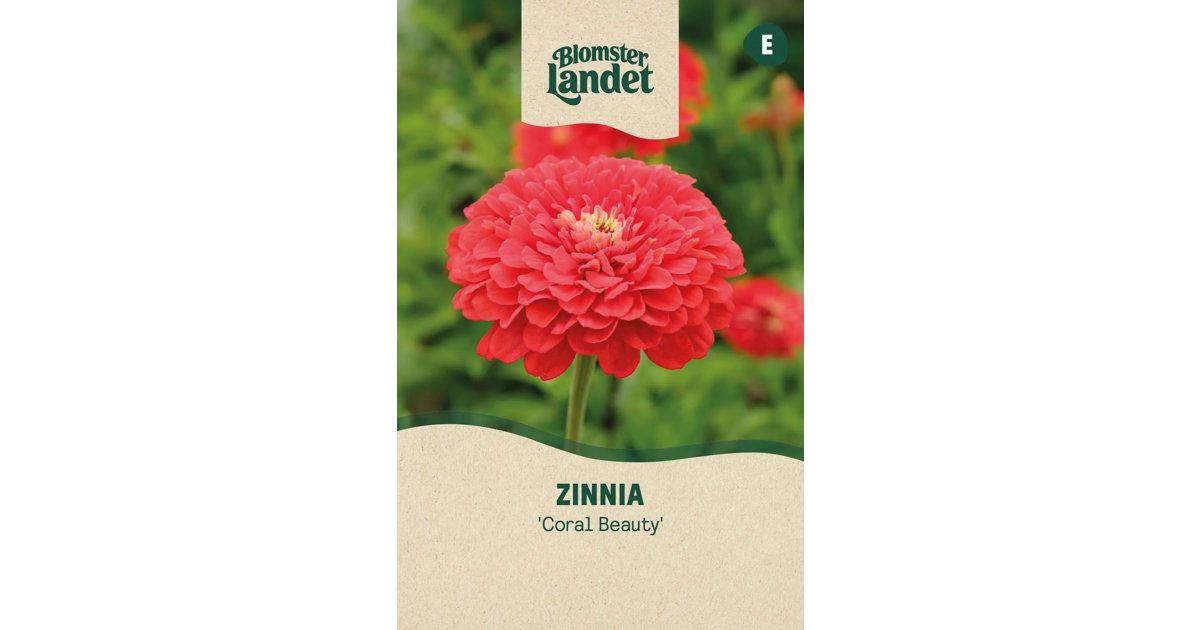 Zinnia Coral Beuty