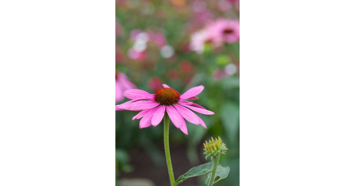 Röd solhatt 'Prairie Splendor Compact Dark Rose' 21 cm MPS