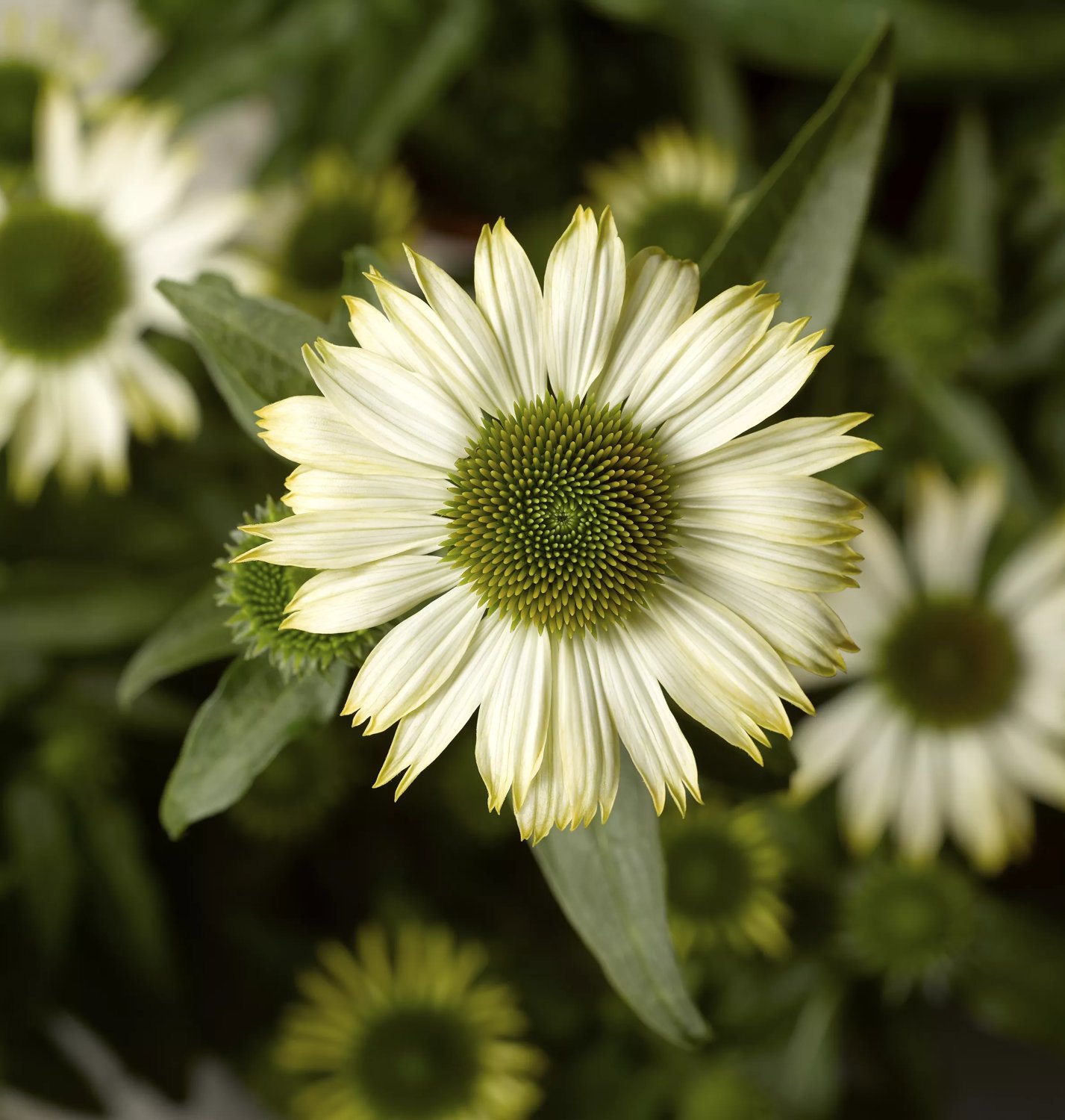 Röd solhatt 'Prairie Splendor Compact White' 21 cm MPS