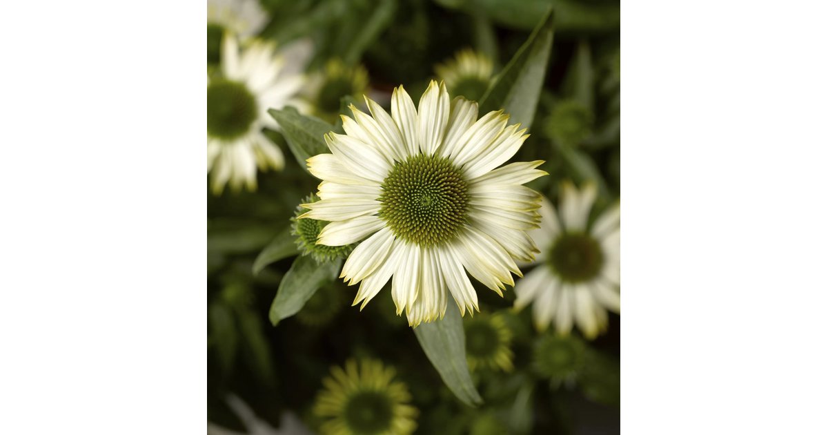 Röd solhatt 'Prairie Splendor Compact White' 21 cm MPS