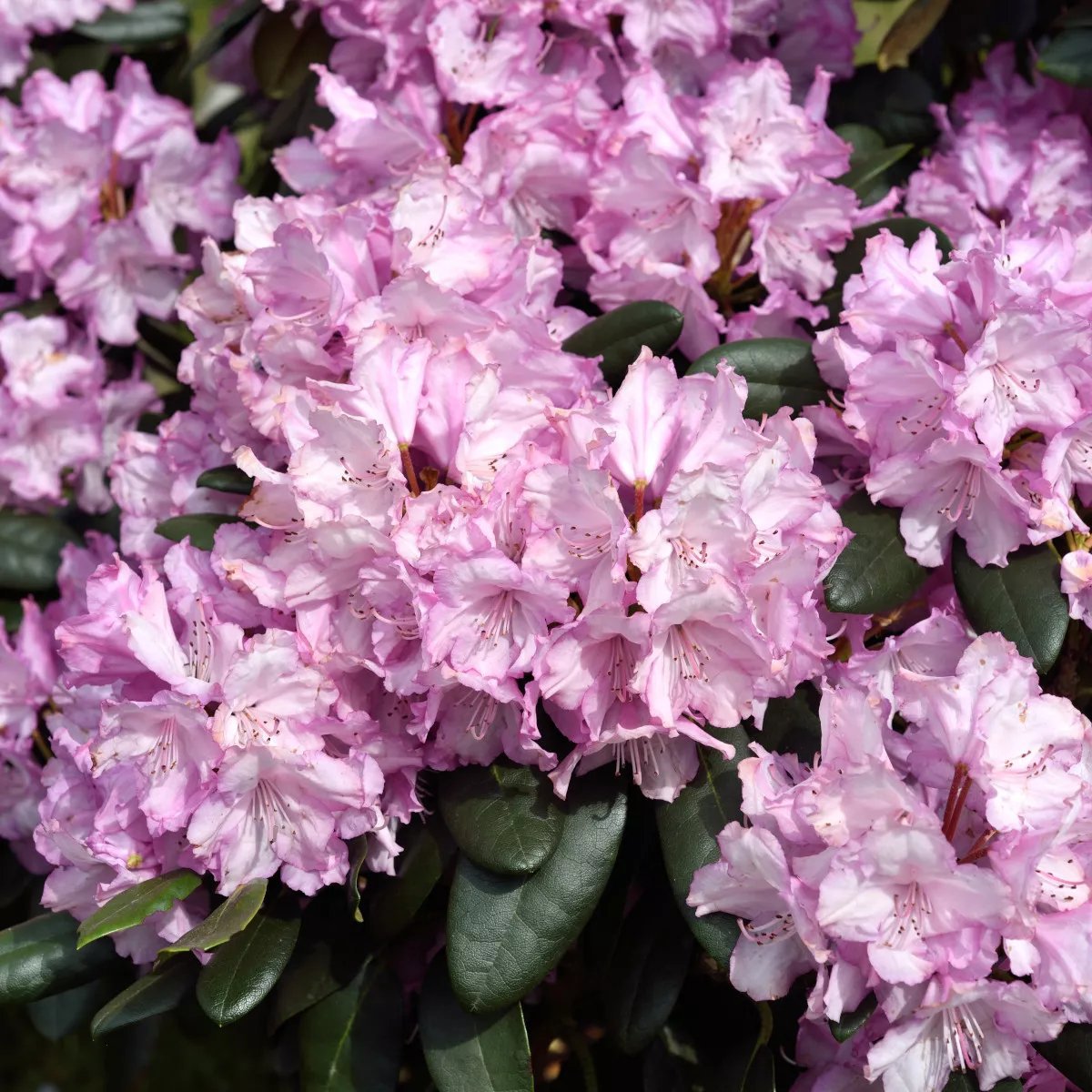 Yakushimanum rhododendron 'Blurettia' 5 liter 40-60 cm