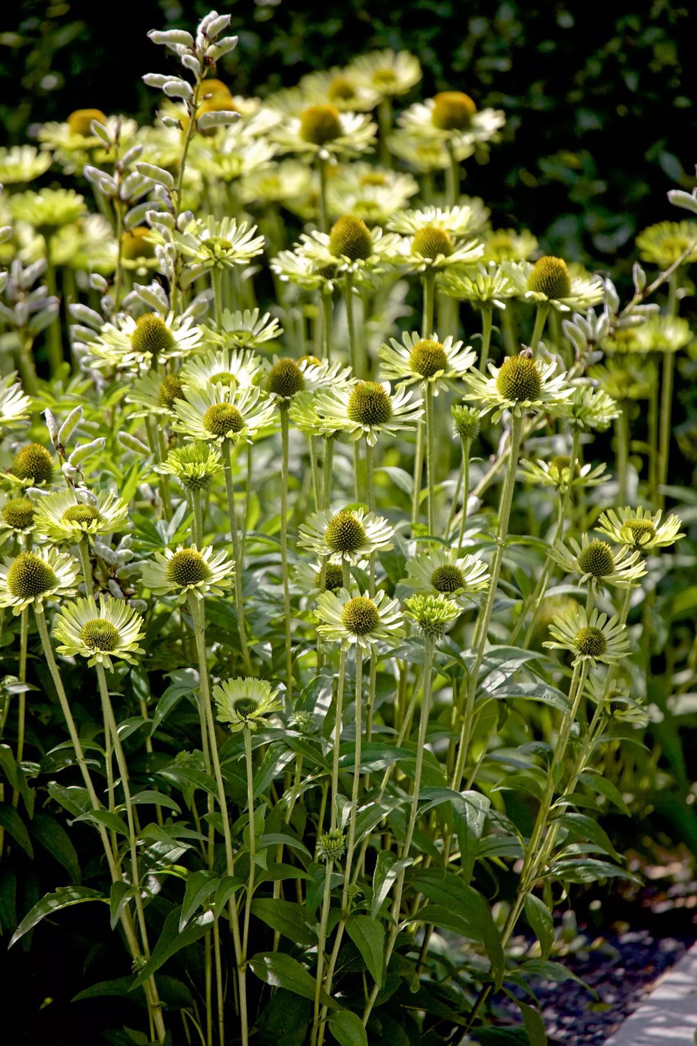 Röd solhatt 'Green Jewel' 3.5 liter