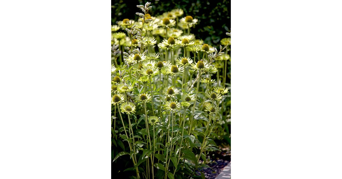 Röd solhatt 'Green Jewel' 3.5 liter