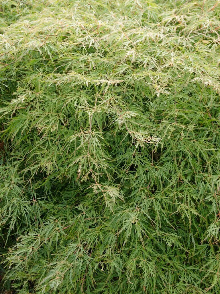 Flikbladig japansk lönn 'Dissectum' 14 liter 50-70 cm MPS