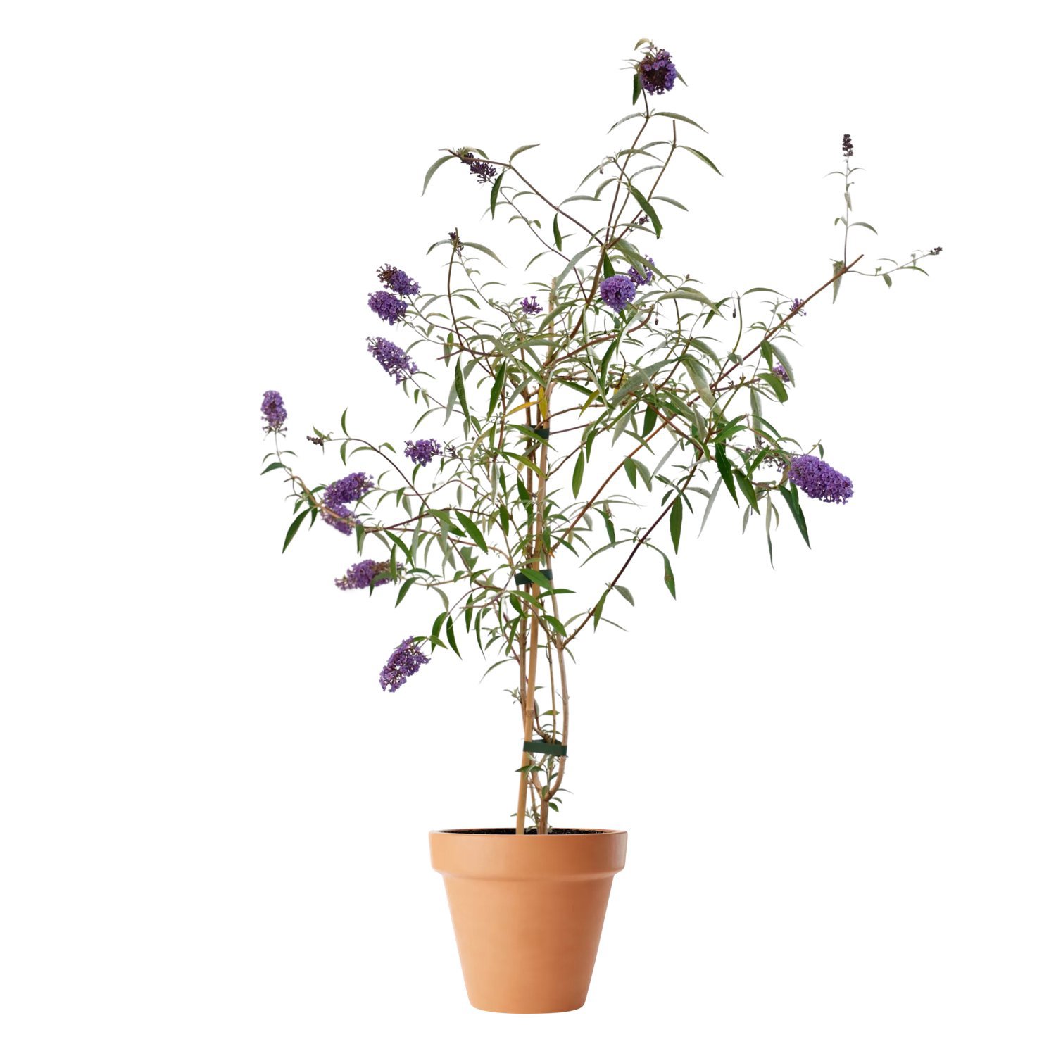 Produktbild 2 på Syrenbuddleja 'Empire Blue'