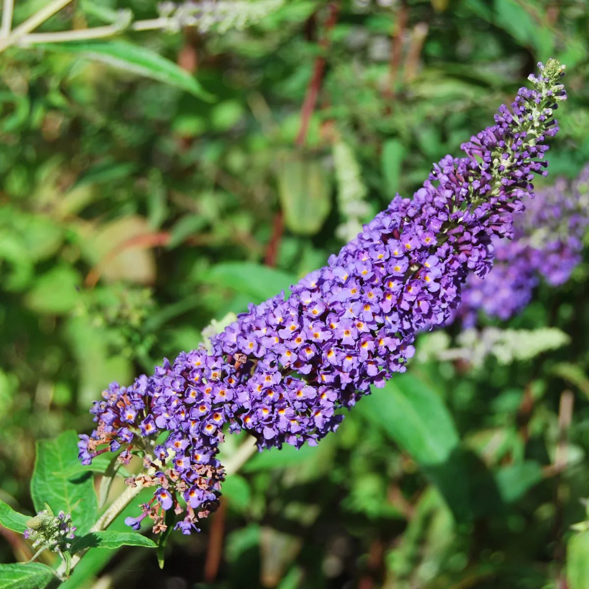 Produktbild 1 på Syrenbuddleja 'Empire Blue'