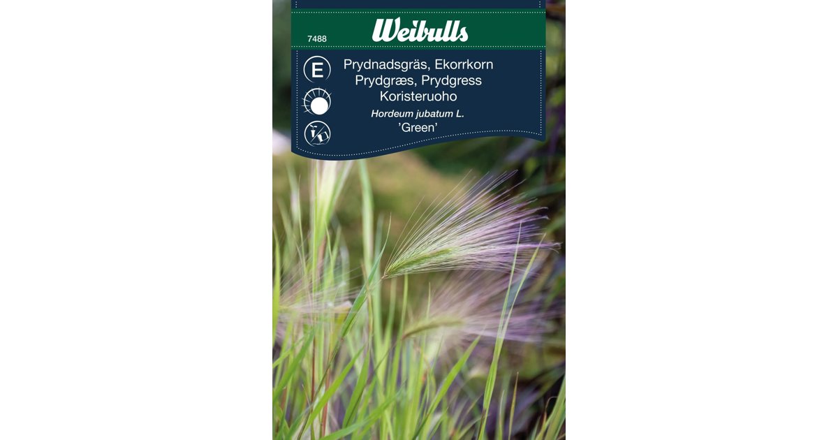 Prydnadsgräs Ekorrkorn Green