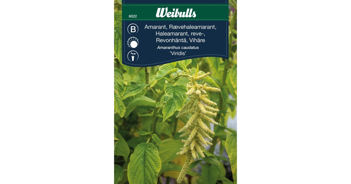 Amarant Viridis