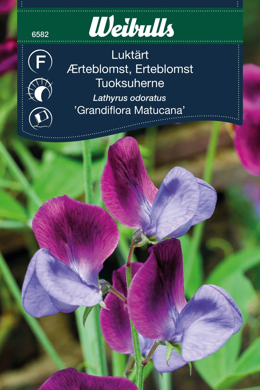 Luktärt Grandiflora Matucana