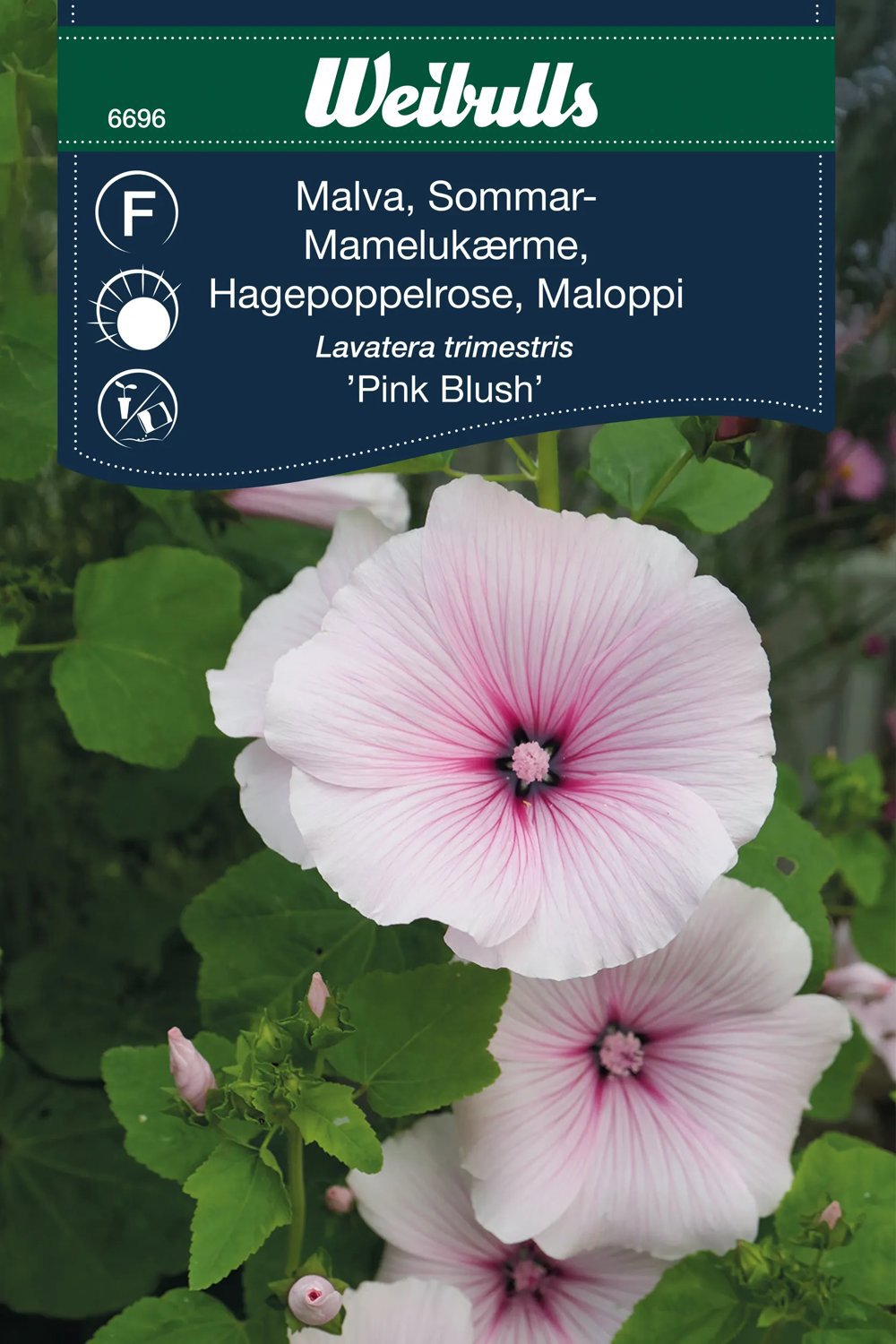 Malva Sommar Pink Blush