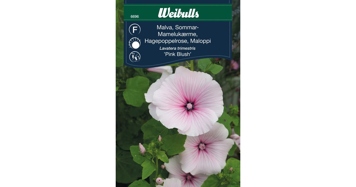Malva Sommar Pink Blush