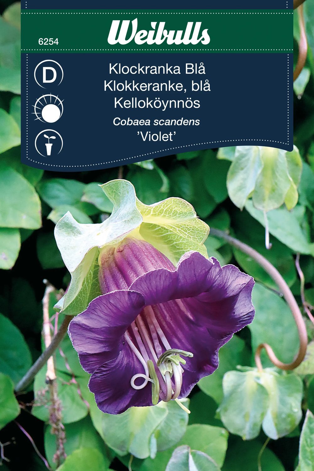 Klockranka Violet