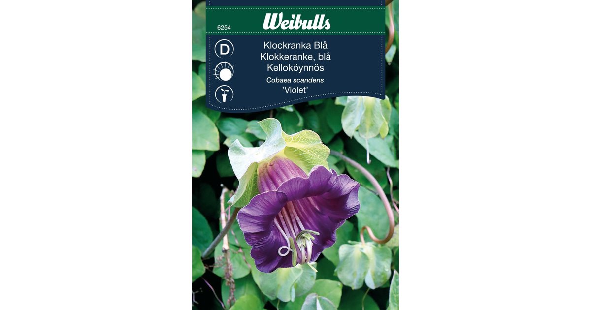 Klockranka Violet