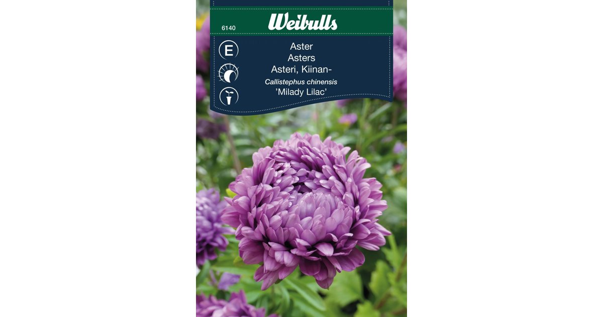 Aster Milady Lilac